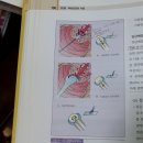 6/12_요약정리반_모성간호_이론서 4권&amp;p33_pap smear(자궁경부암) 이미지