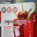 신비너스 | 2020년 고추묘판매(대기농장),고추모종판매