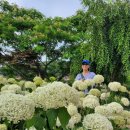유구색동수국협동조합 | 공주 유구 색동수국축제 후기 아나벨 수국 만개한 여름 꽃길