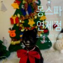 몽스파 연제점 | [몽스파 연제점 _ 포메라니안 가위컷] 연산동 애견미용 / 포메 가위컷 / 연산동 위생미용 / 연산동 애견...