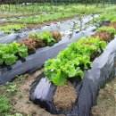 보람농장 이미지