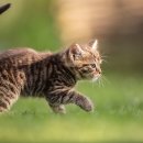 도그앤캣 동물병원 이미지