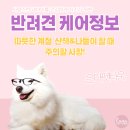 은아 펫 타운 이미지