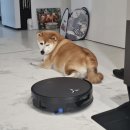 강아지에 빠지다 | [공지] 아기X반려견 육아 필수템! 에코백스X11 옴니사이클론 로봇청소기 언박싱 후기