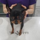 해운대 플러스동물병원 이미지