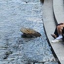 산두꺼비 Daum카페