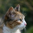 행복한 고양이 이미지