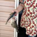 해무펜션민박 | 외연도 숙소-남해민박(펜션)식사가능, 국내 섬 여행