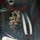 브람스펜션 이미지