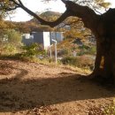 느티나무마을 이미지