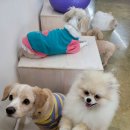 애견카페왕 | 남양주애견카페 애견카페왕에서 보내본 하루 솔직 방문 후기