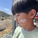 세정농장 | 아기 선크림 클렌징 고민 끝! 주말농장 필수템 밀리맘 이지워시 무기자차 사용 후기