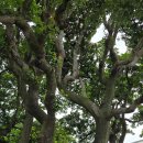 일출약국 이미지