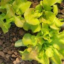 프리미엄농장 이미지