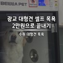 수원 대형견 셀프 목욕 <진이네 강아지풀> N번째 방문 솔직 후기