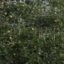 여양농장 | 오두메농장 후기적과 유인 도장지제거