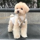 다드몽 네이버블로그