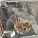 신월라온동물의료센터 이미지