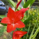 보성농장 이미지