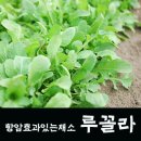 항암효과있는채소 - 루꼴라의 효능 이미지