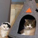 펫 하우스 이미지