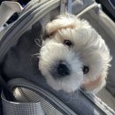 24시도안동물메디컬센터 이미지