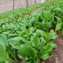 한진2농장 이미지