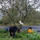 도호농장 이미지