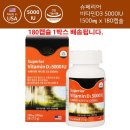 에버그린 이미지