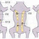 블레스동물메디컬센터 이미지