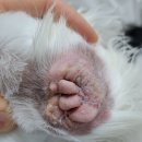 Dr.오즈동물병원 이미지