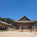 양산 통도사 홍매화 만개 개화시기 실시간 후기