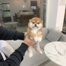 빼로독 강아지분양 의정부본점 이미지