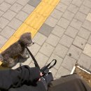 하밋 리드미터 강아지 목줄 리드줄 추천 안전 산책을 위한 애견산책용품