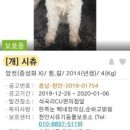 둔기목장 | 1월4일 12월28일 21일 14일 부산 유기견/동물보호소 입양공고 링크 사진 공유