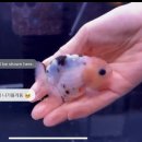 웨이블루 | 웨이블루ㅣ난주 봉달🫧ㅣ밀크카우난주ㅣ웨이블루 분양후기