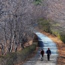 산과 바다, 벚꽃을 한꺼번에 맛보는 1석 3조 나들이길 이미지