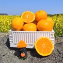 노지하우스 | 제철과일 후기 | 제주 감귤 타이벡 노지 하우스 리뷰