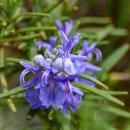 로즈마리 이미지