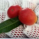 은서농장 이미지