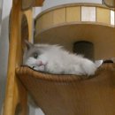 집사의하루 강남점 | 강남역 유기묘 카페 [집사의 하루] 주말 방문 솔직 후기 (입장료, 이용 시간)