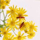 Soldier beetles mating among the yellow, daisy-like Ragwort flowers..jpg 이미지