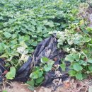 이철 농장 이미지