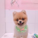 살롱드 꽃개 이미지