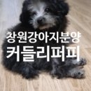 커들리 퍼피 창원강아지 분양 이미지