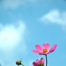 코스모스모텔 이미지