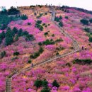 4월 9일 일요당일 -＜블랙야크100+＞- 마산 무학산+대곡산 진달래꽃 신청안내(28인승) 이미지