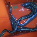 바다장어 이미지