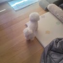 반려동물 애견 미용 이미지