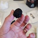 빛마루농장 | 호주여행) [7일차 시드니] - 패디스마켓, QVB, 블루마운틴, 페더데일동물원